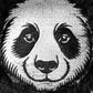 Panda - Hybrid Cover