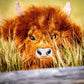 Highland Cow - Driver Cover