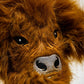 Highland Cow - Driver Cover
