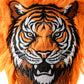Tiger - Hybrid Cover